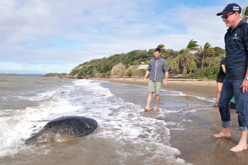 Denise the green sea turtle moves head first into the ocean with Liam and Bob watching on smiling.