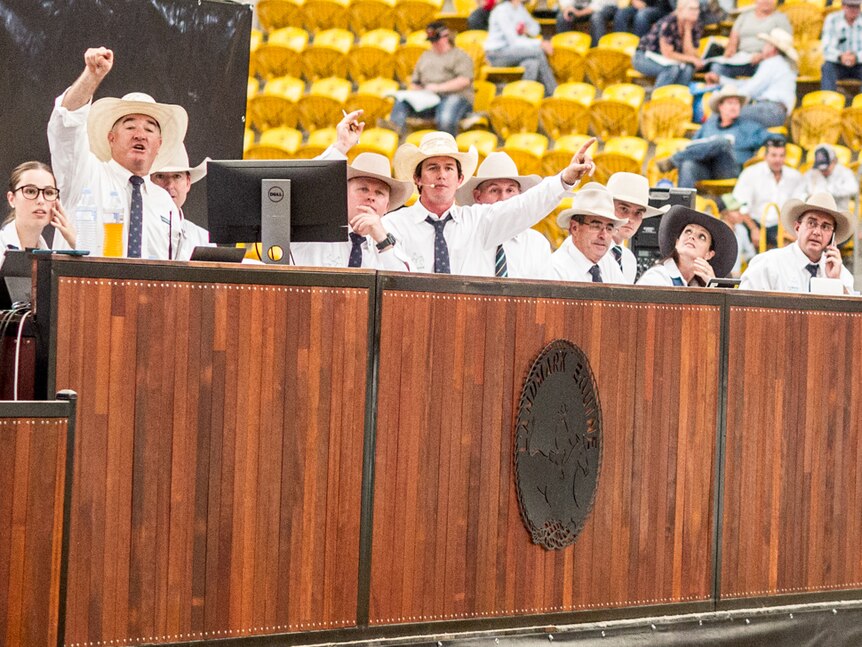 Auctioneers in white shirts watch for bidders at the Landmark Classic Campdraft and Sale