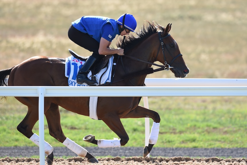 Sky Hunter during the Melbourne Cup trackwork at Werribee on November 1, 2015.