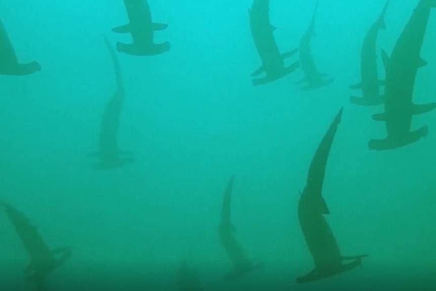 These hammhead sharks were hanging out at South West Rocks on the NSW Mid North Coast.