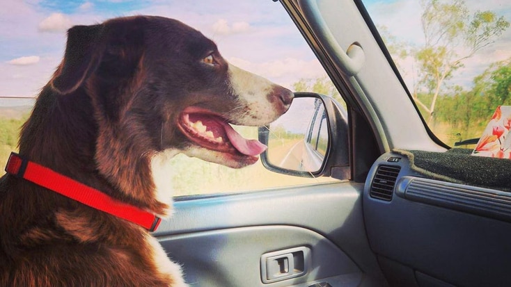 Floss sitting in the passenger seat of the truck.