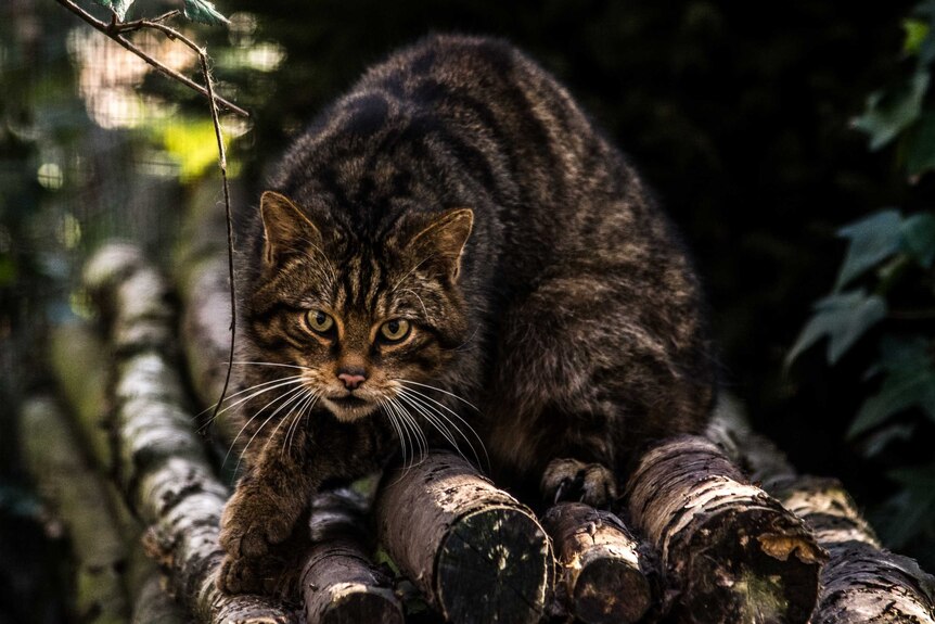 A Scottish wildcat creeps along a pile of logs
