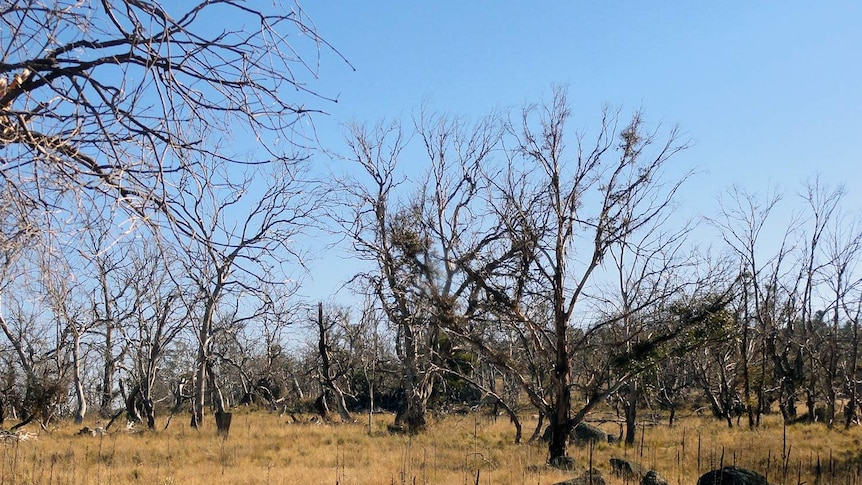 An example of eucalypt dieback