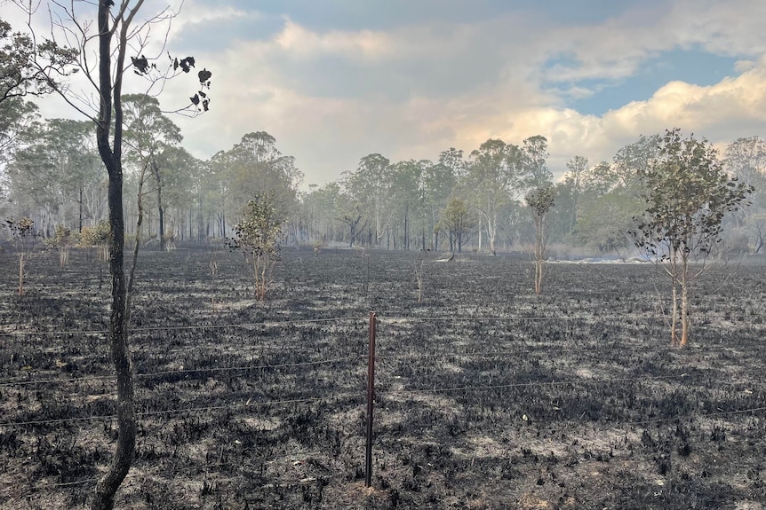 A smoky and burnt paddock in Temagog