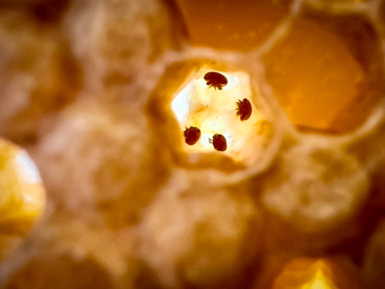 Treatment-resistant varroa mites spread in Queensland and New South Wales