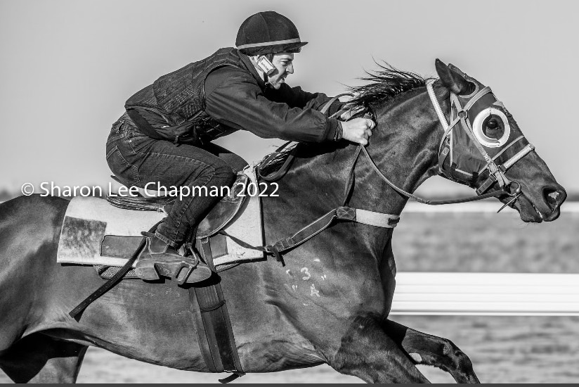 A black-and-white photo of a jockey riding a dark horse down a track.