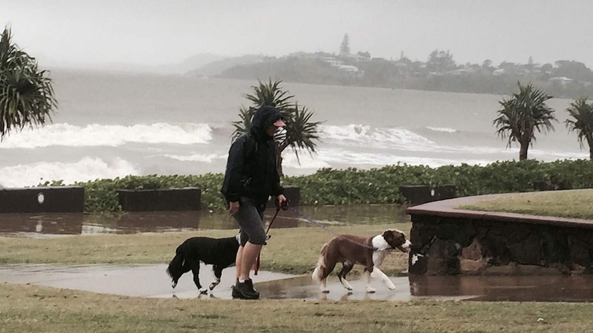 A woman walks dogs on Yeppoon's main beach, north of Rockhampton in central Queensland during wild weather