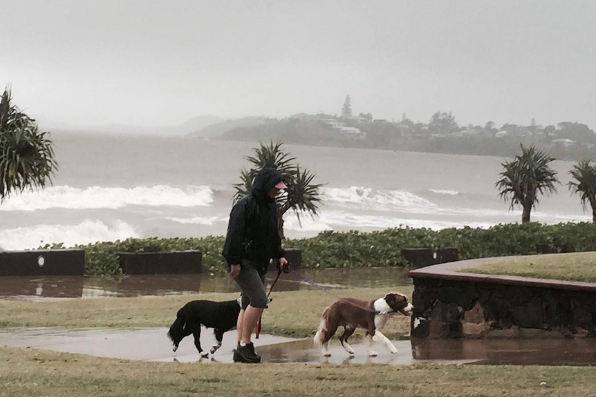 A woman walks dogs on Yeppoon's main beach, north of Rockhampton in central Queensland during wild weather