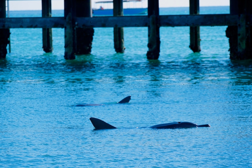 Two dolphins swimming