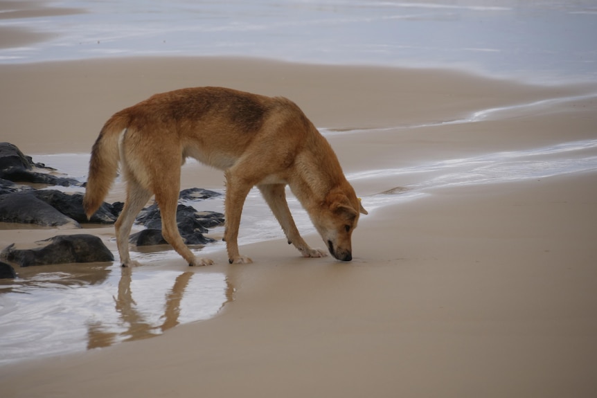 A dingo sniffs the sand on K'gari