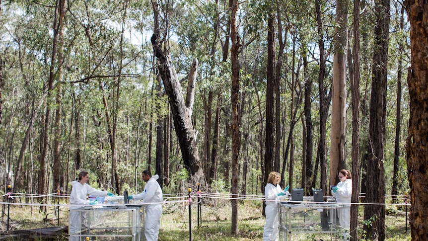Researchers work at the NSW body farm