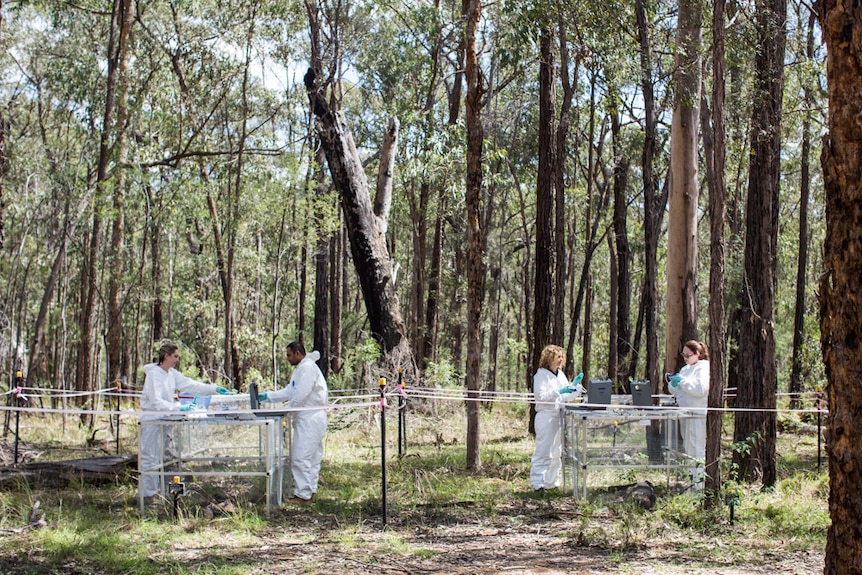 Researchers work at the NSW body farm