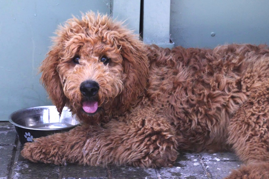 Caramel coloured curly haired dog sitting by water bowl on the ground, panting, looking at camera