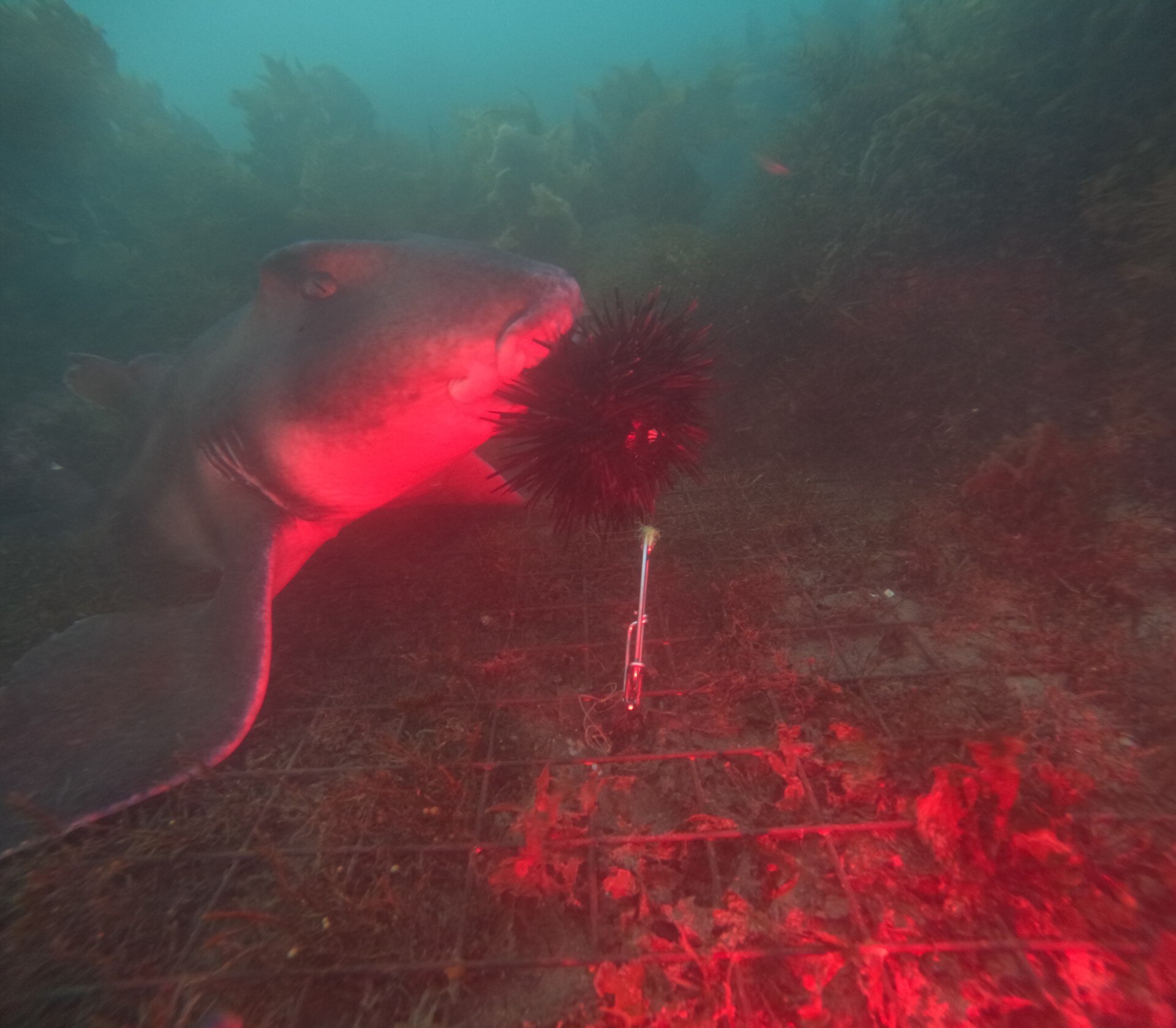 A shark appraching a spikey sea urchin tethered to the ground lit up with red light