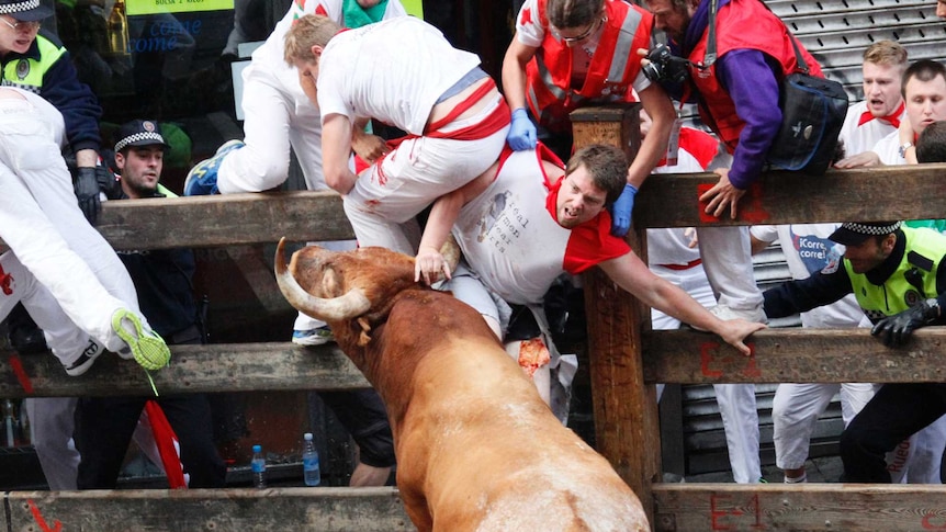 Bull forces runner up against a barrier fence in Pamplona