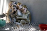Four baby macaques are huddled together in a cage.
