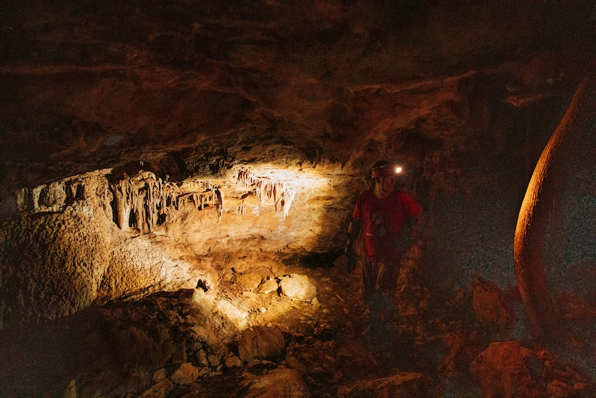 A man wiht a torch on his helmet stands next to a cave wall of small stalactites. A fig root frames the right side. 