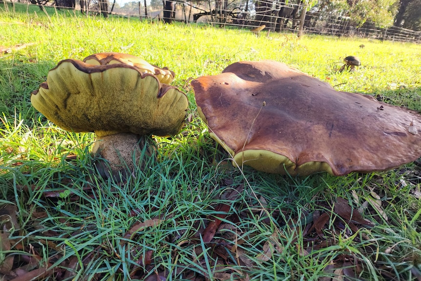 Giant yellow and brown mushrooms growing in grass