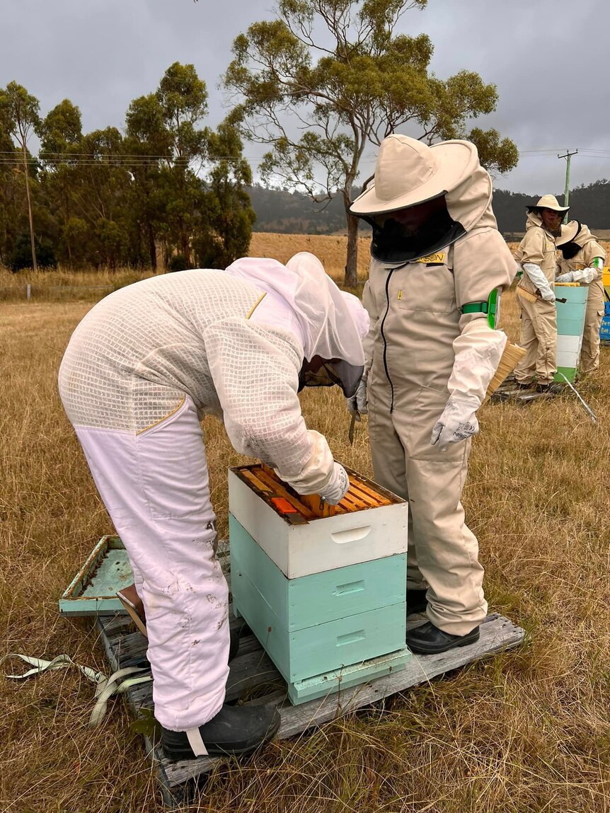 Two young people in beekeeping suits inspect a hive