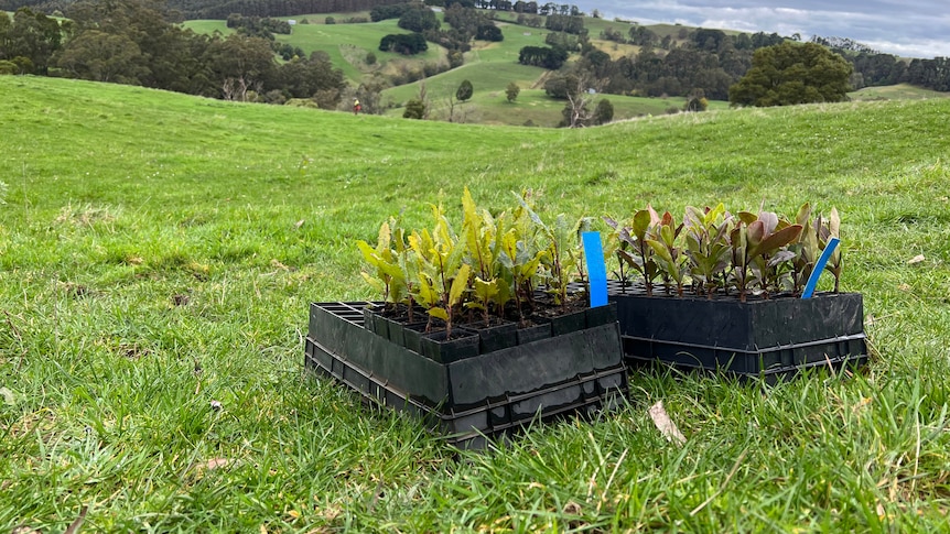 Two black trays containing small trees sit on the ground amid rolling green hills.