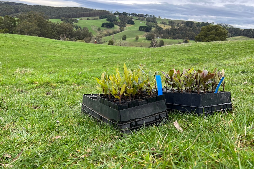 Two black trays containing small trees sit on the ground amid rolling green hills