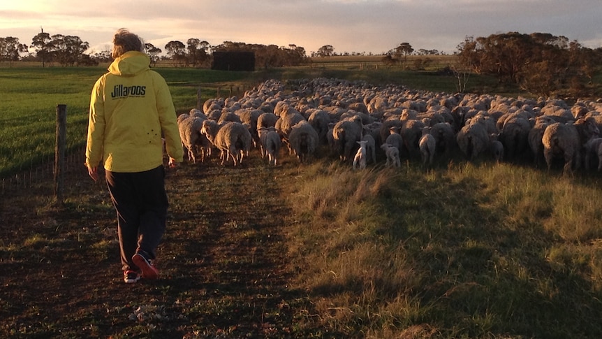 A woman in a paddock with sheep.