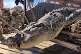 A crocodile is loaded into a cage.