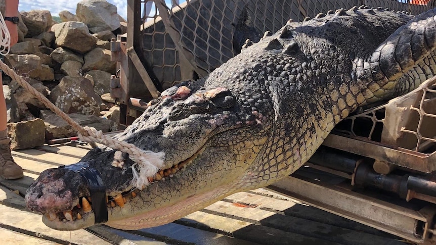 A crocodile is loaded into a cage.