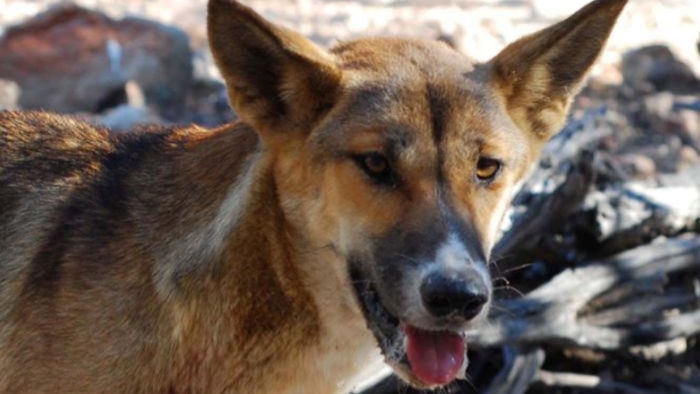 Wild dogs are destroying the sheep industry in Western QLD