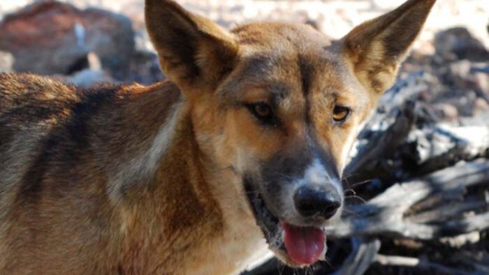 An adult wild dog in western Queensland