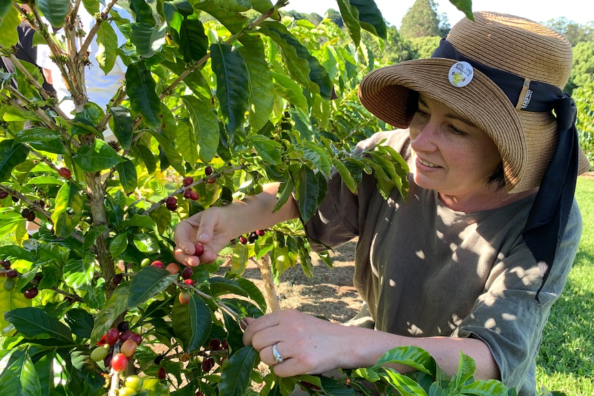 Rebecca Zentveld picks a coffee cherry.