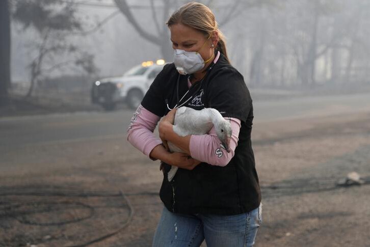 Equine veterinarian Jesse Jellison clutches an injured goose as she braves smog in the wake of wildfires in Paradise, California