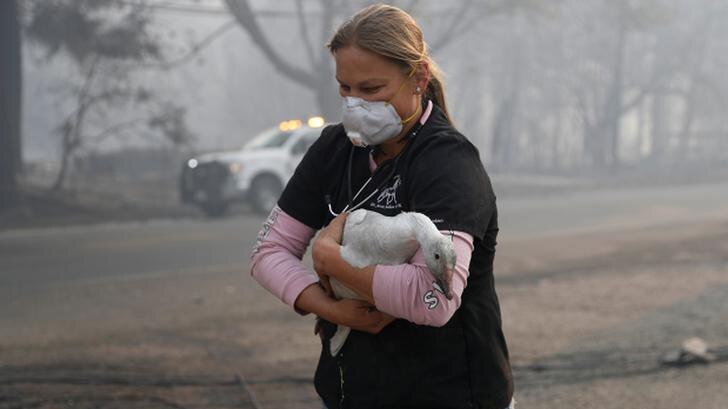 Equine veterinarian Jesse Jellison clutches an injured goose as she braves smog in the wake of wildfires in Paradise, California