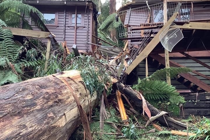 A large tree trunk lies smashed through the middle of a home nestled in rainforest.