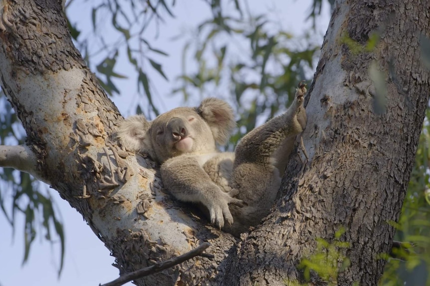 A koala lying on its back in the v of a gumtree.
