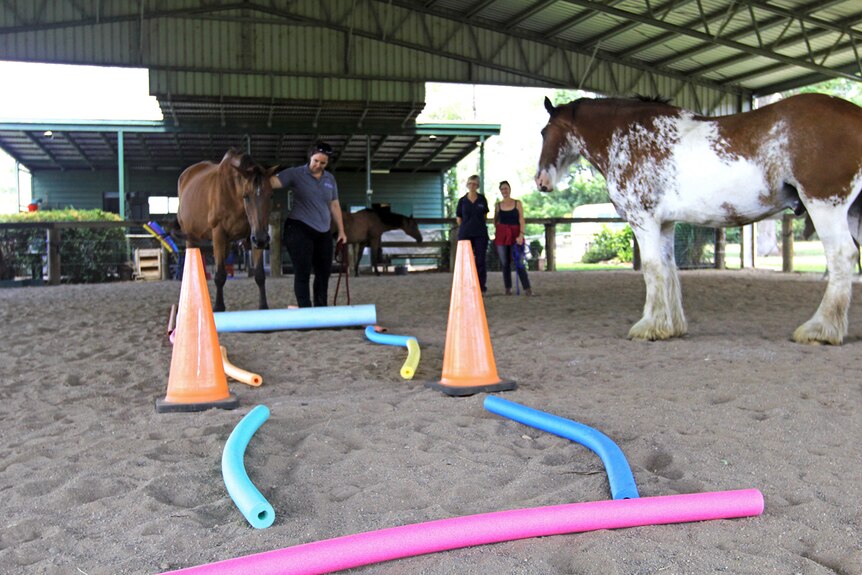 Horse therapy on the Sunshine Coast helps people rehabilitate and recover.