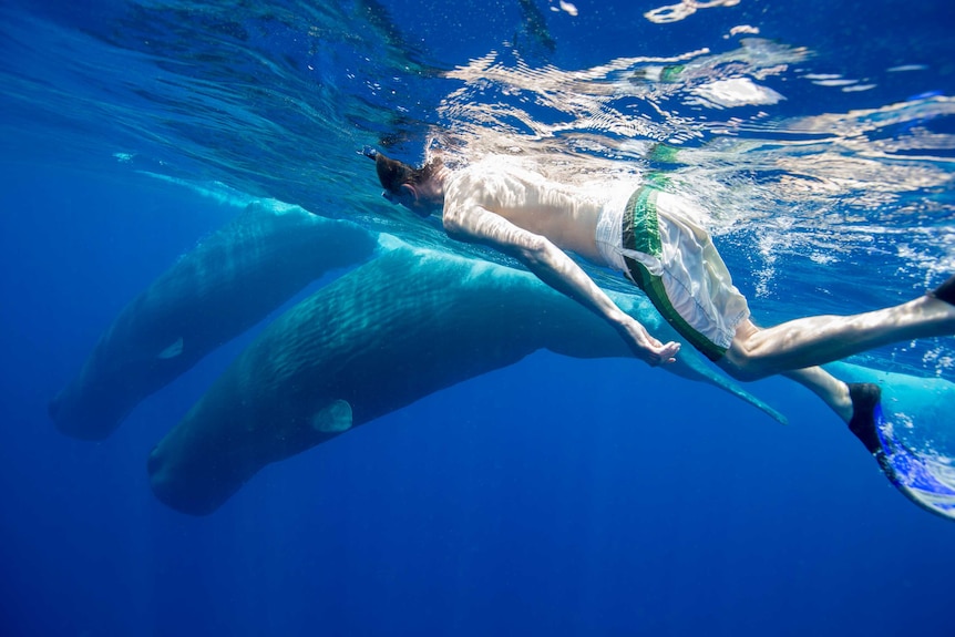 Underwater picture of author Philip Hoare swimming with sperm whales in the Indian Ocean.