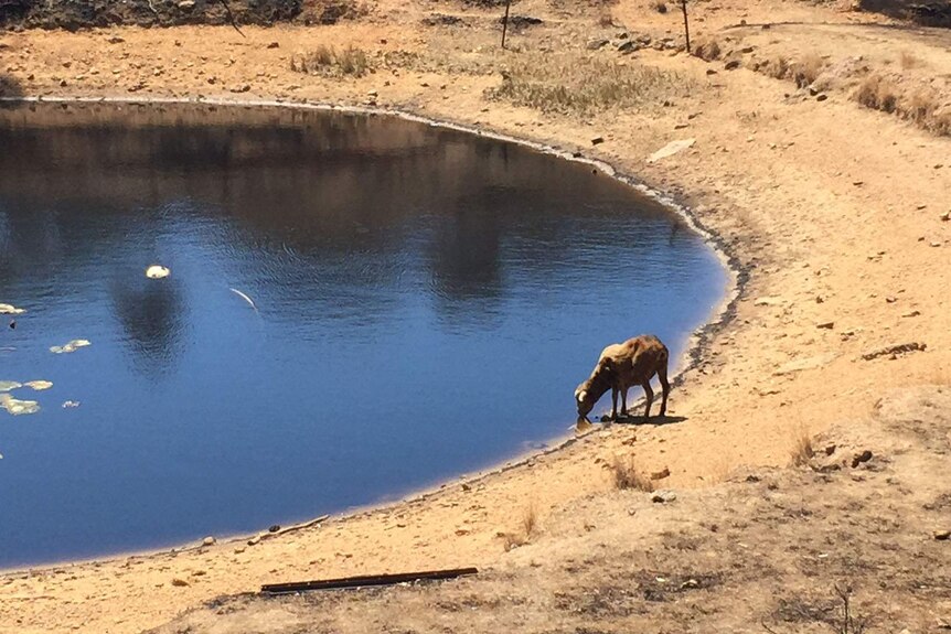 A surviving sheep takes a drink