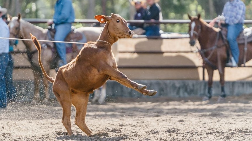 Calf being pulled by a rope around its neck.