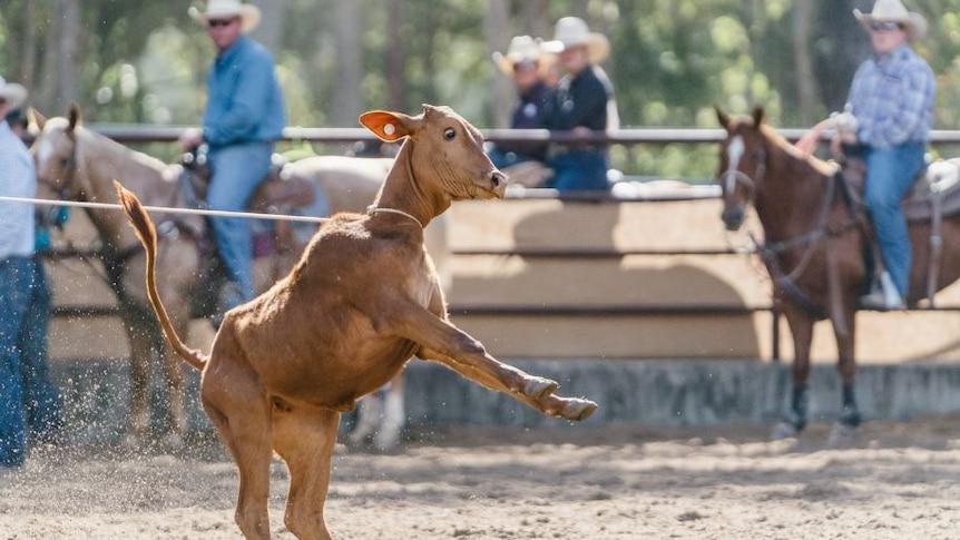 Moruya rodeo licence renewed for five years, despite animal activist and some council opposition