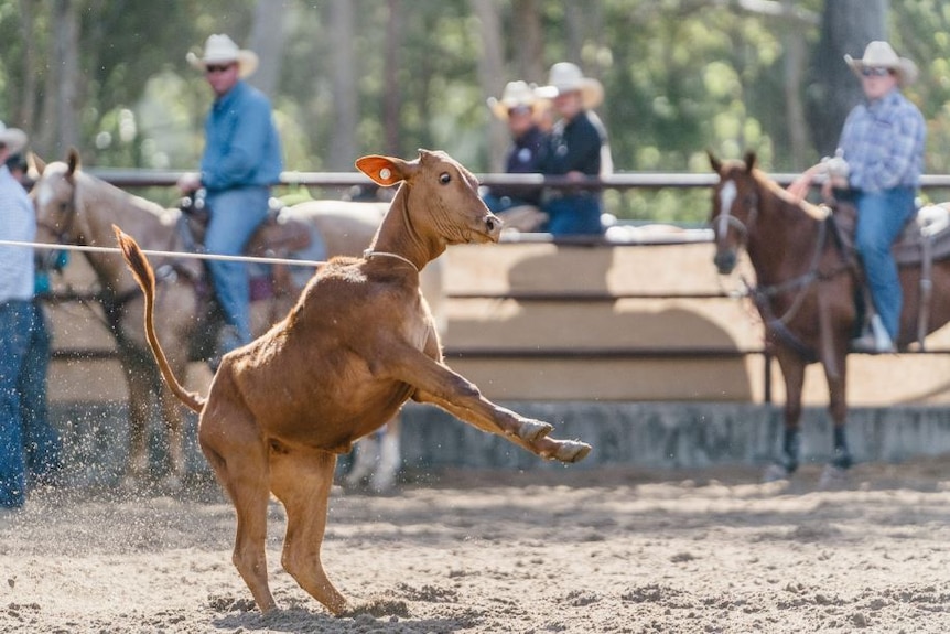 Calf being pulled by a rope around its neck.