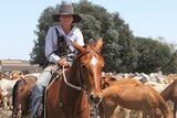 Drover Karla Cann sitting on a horse in front of cattle