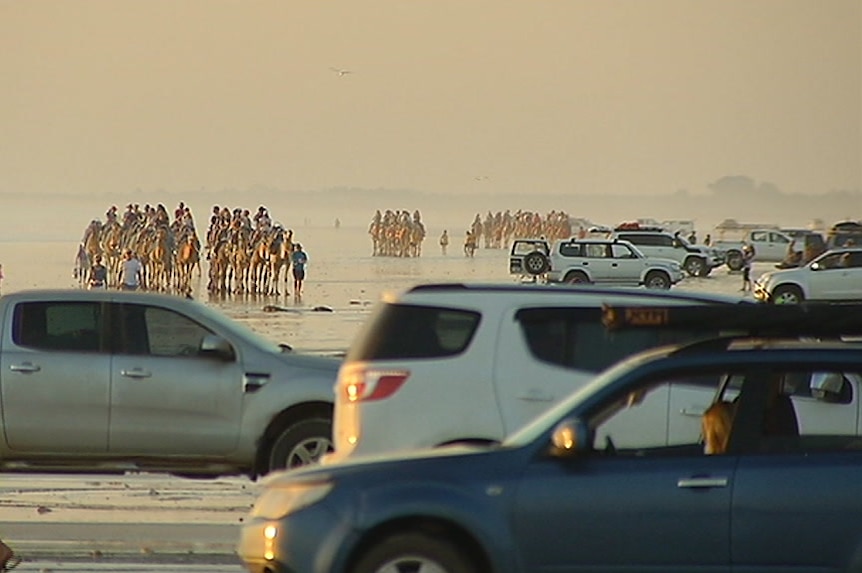 Cars and a tourist camel train on a beach