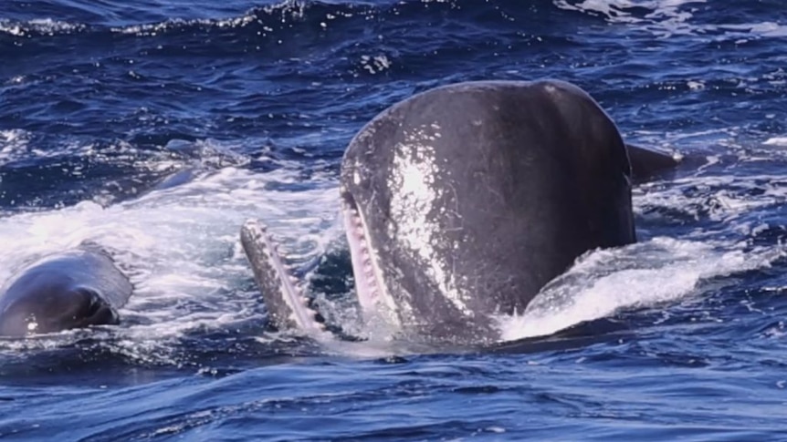 A sperm whale's head breaches the ocean.