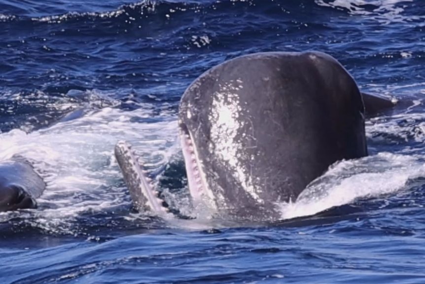 A sperm whale's head breaches the ocean.