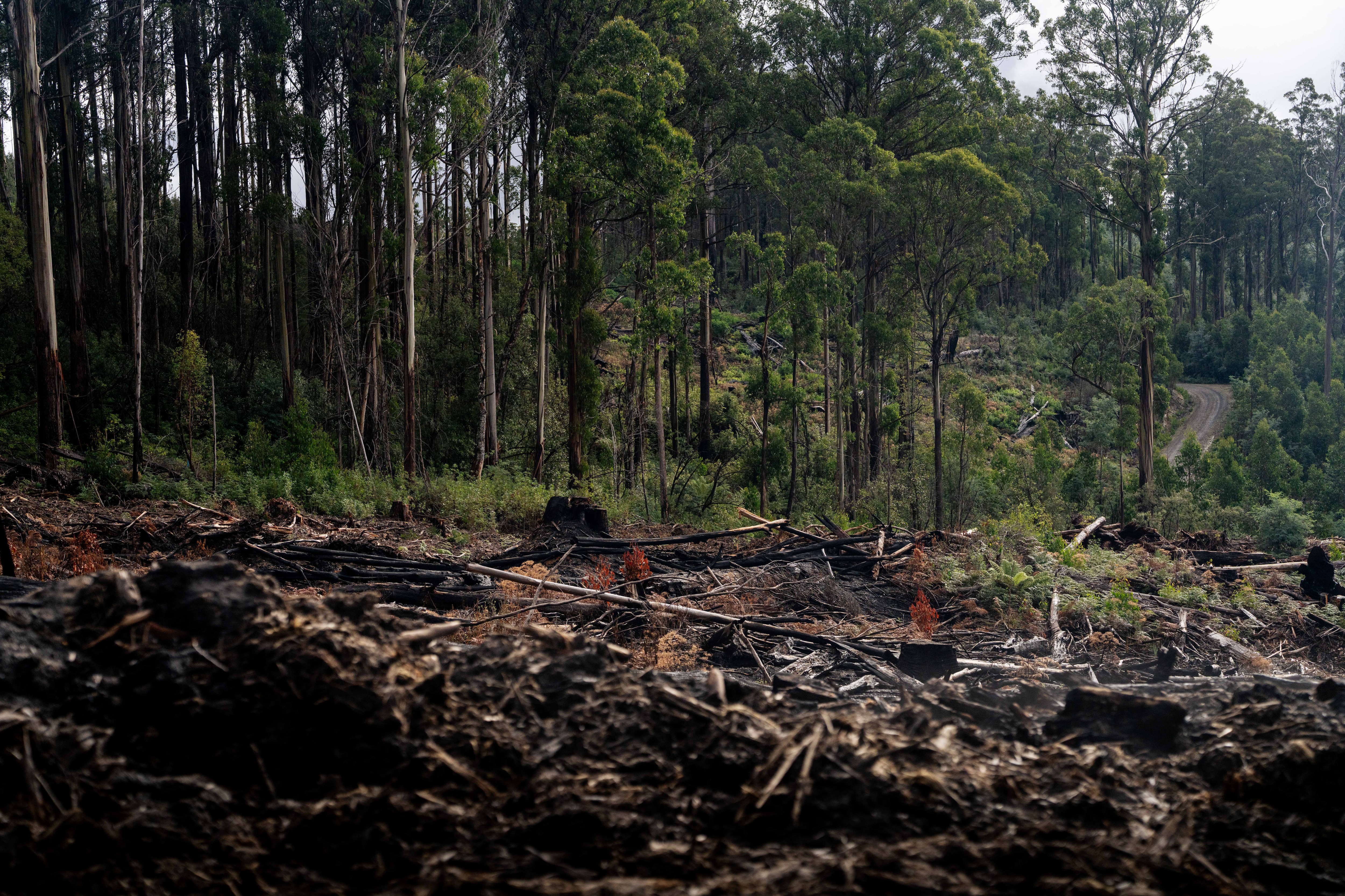 Tree stumps, logs and branches that have been cut down and burned