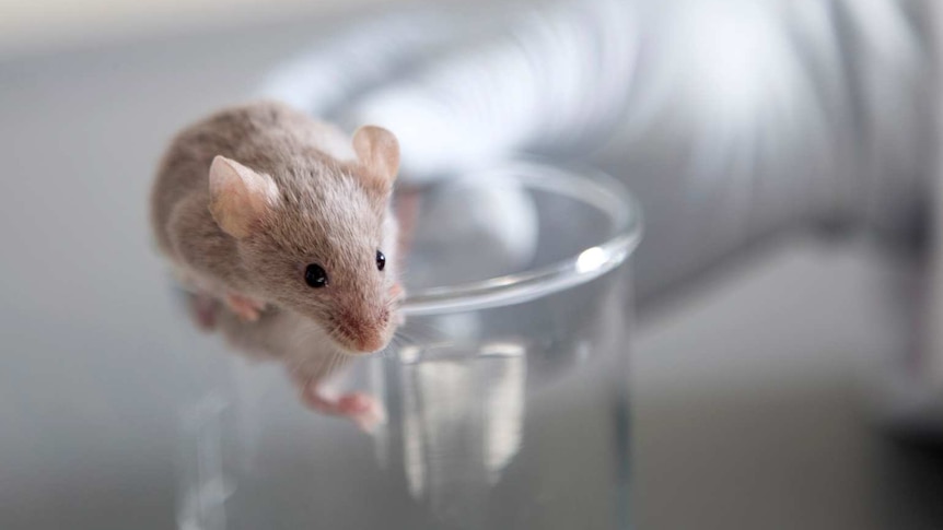 A brown mouse climbs out of a laboratory glass.