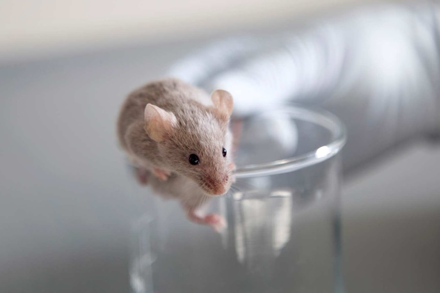 A brown mouse climbs out of a laboratory glass.