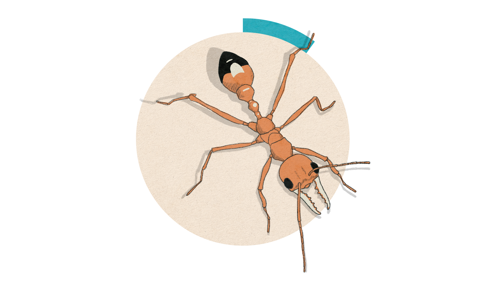 Illustration of a bull ant with orange colouring and a black tip on it's tail end on a circle background.