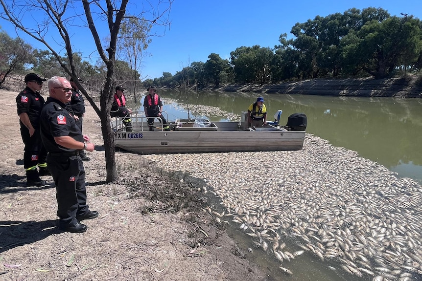 Police with a boat on the river with thousands of dead fish